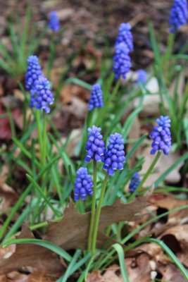 Muscari neglectum - modřenec - celá bylina
